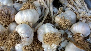 Jak przechowywać czosnek, by zachował świeżość przez miesiące? Moja babcia miała na to sposób