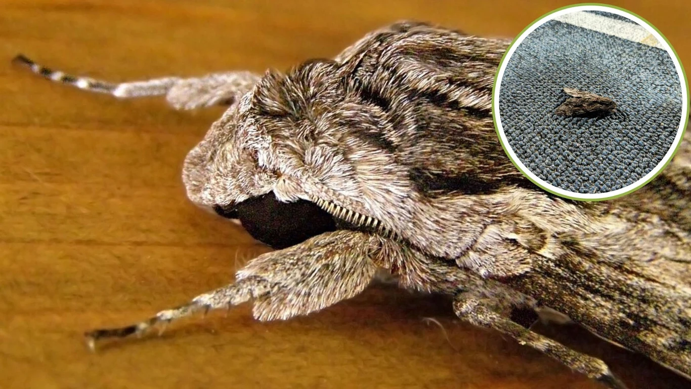 Zawisak powojowiec - duża polska ćma Zawisak powojowiec - duża polska ćma