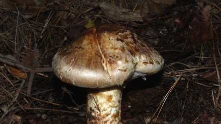 Gąska sosnowa to gatunek zagrożony wymarciem | Fot. Uncle Carl/Kusabana Photo Studio