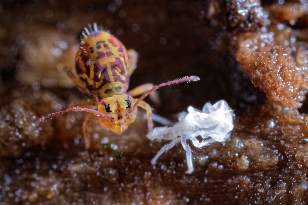 Skoczogonek z rodzaju Dicyrtomina to mistrz akrobatyki