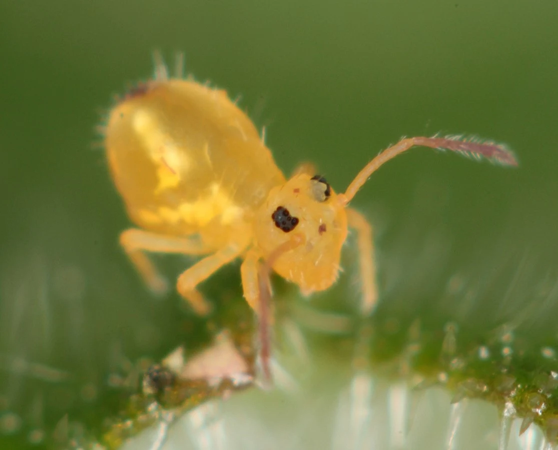 Maleńki skoczogonek Dicyrtomina minuta