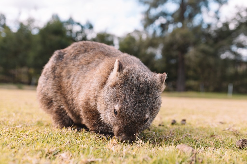 Wombaty to prastare torbacze Australii