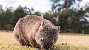 Wombaty to prastare torbacze Australii