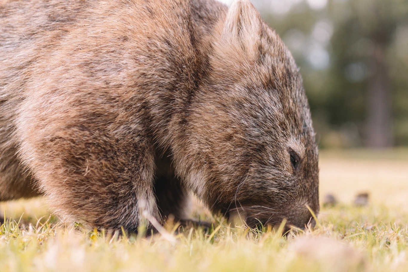 Wombaty są dużymi roślinożernymi torbaczami
