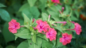 Ta roślina ogrodowa kwitnie nocą. Do tego obłędnie pachnie