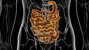 Jelita odgrywają kluczową rolę w funkcjonowaniu całego organizmu