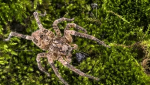 Zoropsis spinimana potocznie nazywany jest "pająkiem Nosferatu"