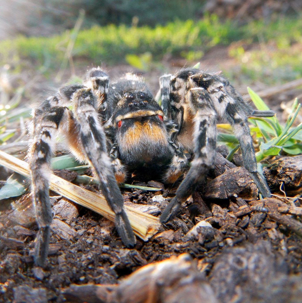 Tarantula ukraińska może przestraszyć