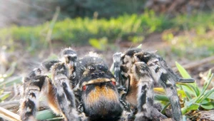 Tarantula ukraińska może przestraszyć