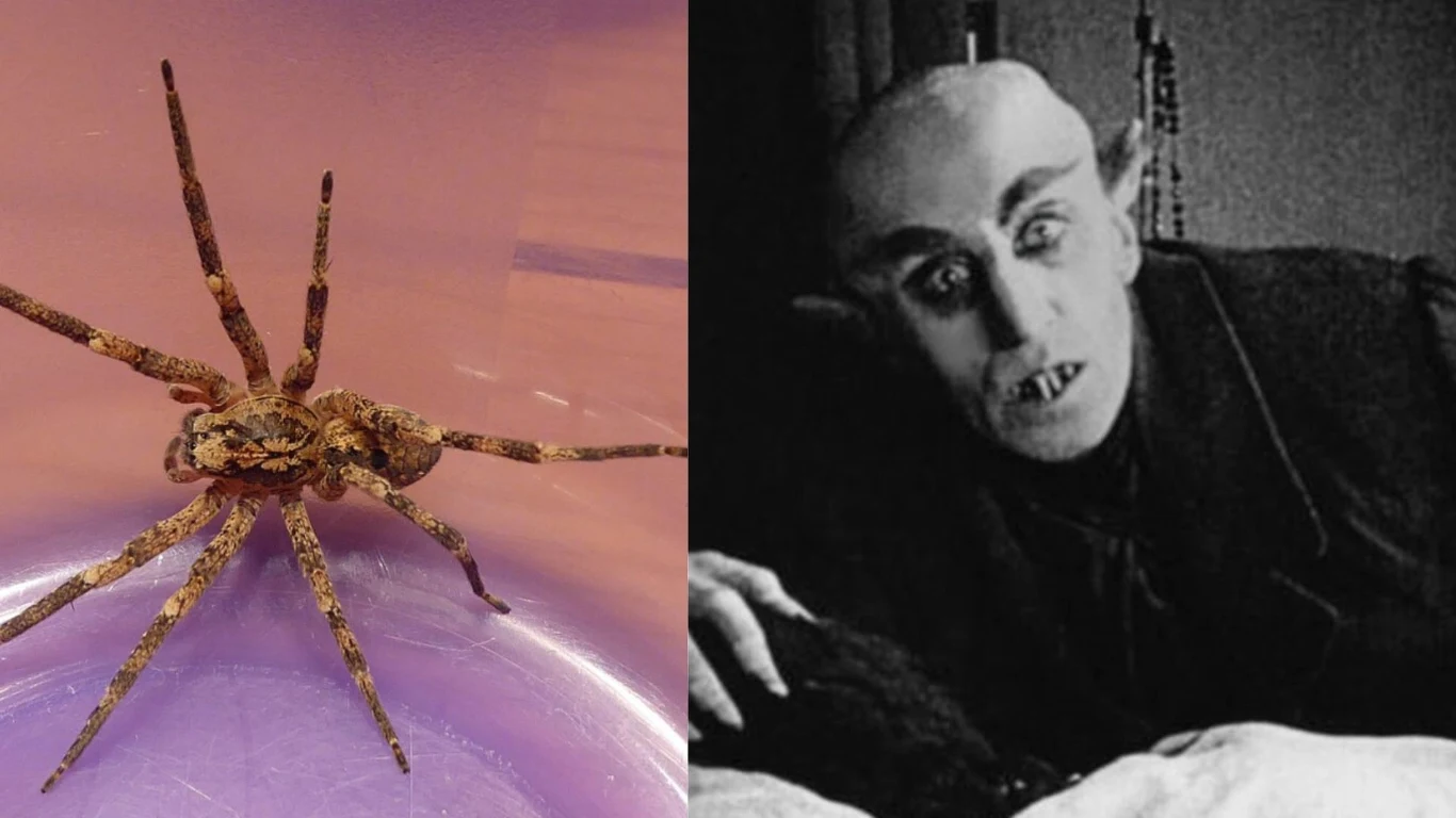 Który Nosferatu jest straszniejszy?
