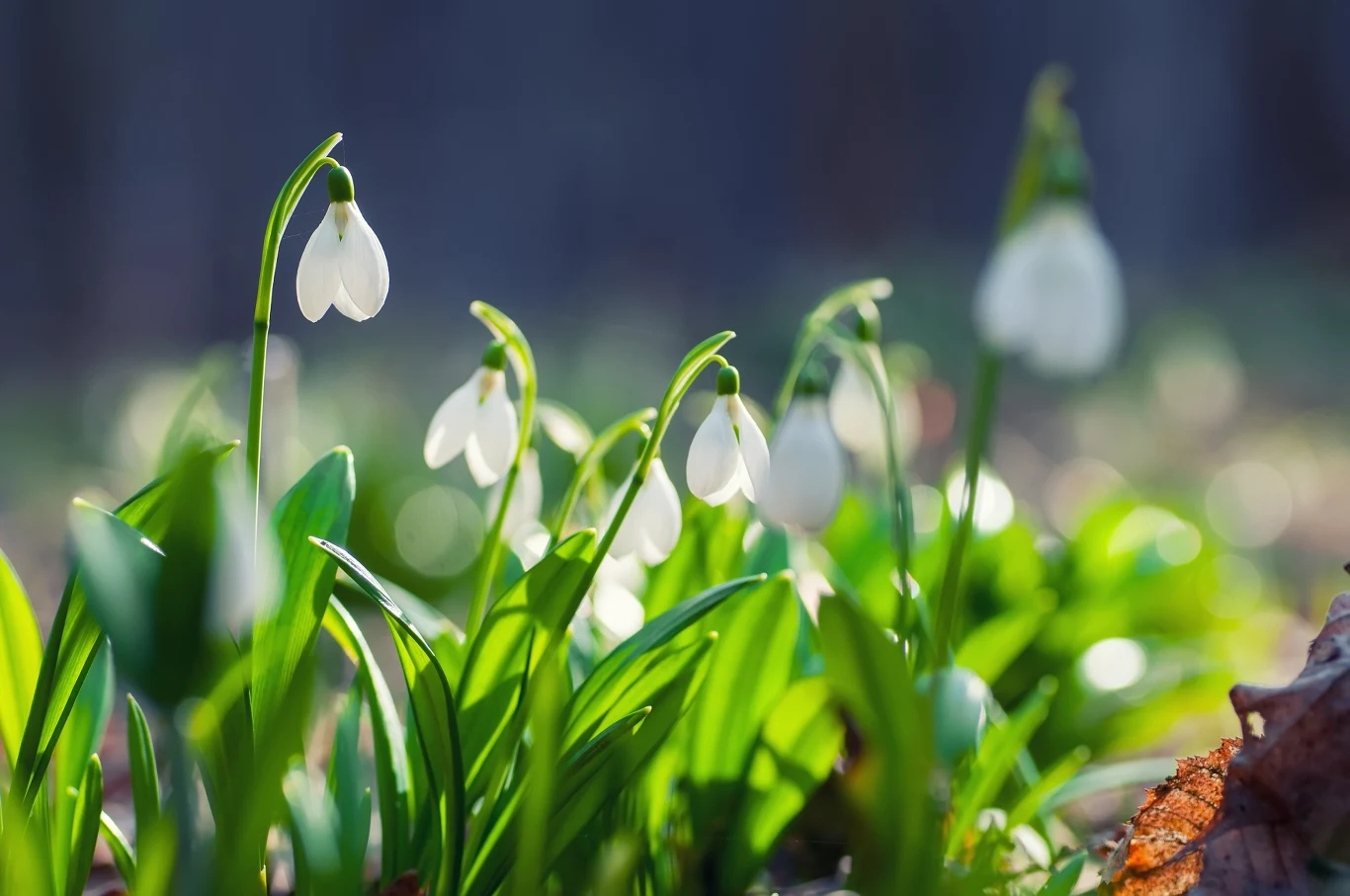 Przebiśniegi to kwiaty cebulowe, które sadzimy we wrześniu. Przebiśniegi to kwiaty cebulowe, które sadzimy we wrześniu.