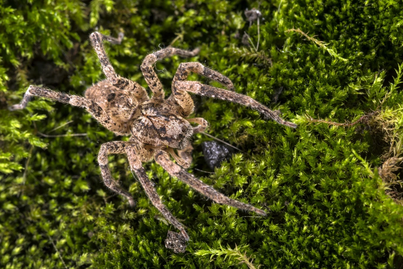 Pająk Nosferatu (Zoropsis spinimana) opanował Niemcy Pająk Nosferatu (Zoropsis spinimana) opanował Niemcy
