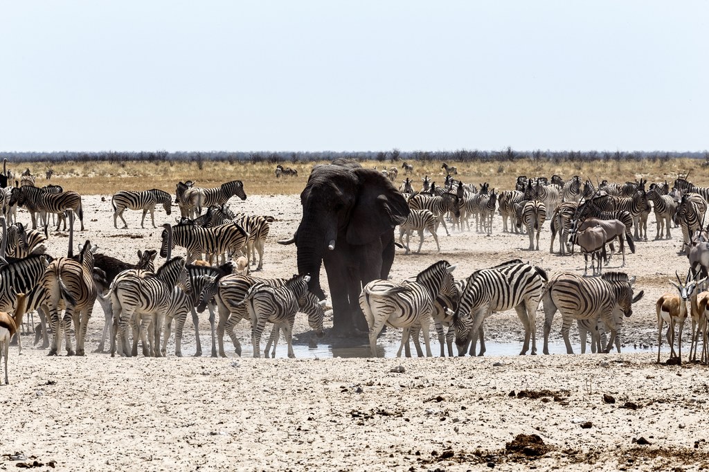 Zebry i słoń w namibijskim parku narodowym Etosha