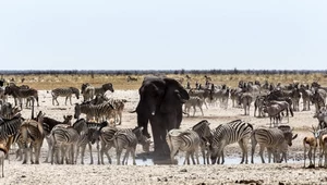 Zebry i słoń w namibijskim parku narodowym Etosha