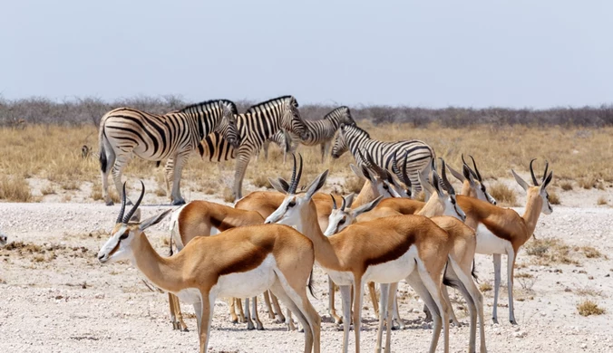 Zwierzęta parku narodowego Etosha w Namibii