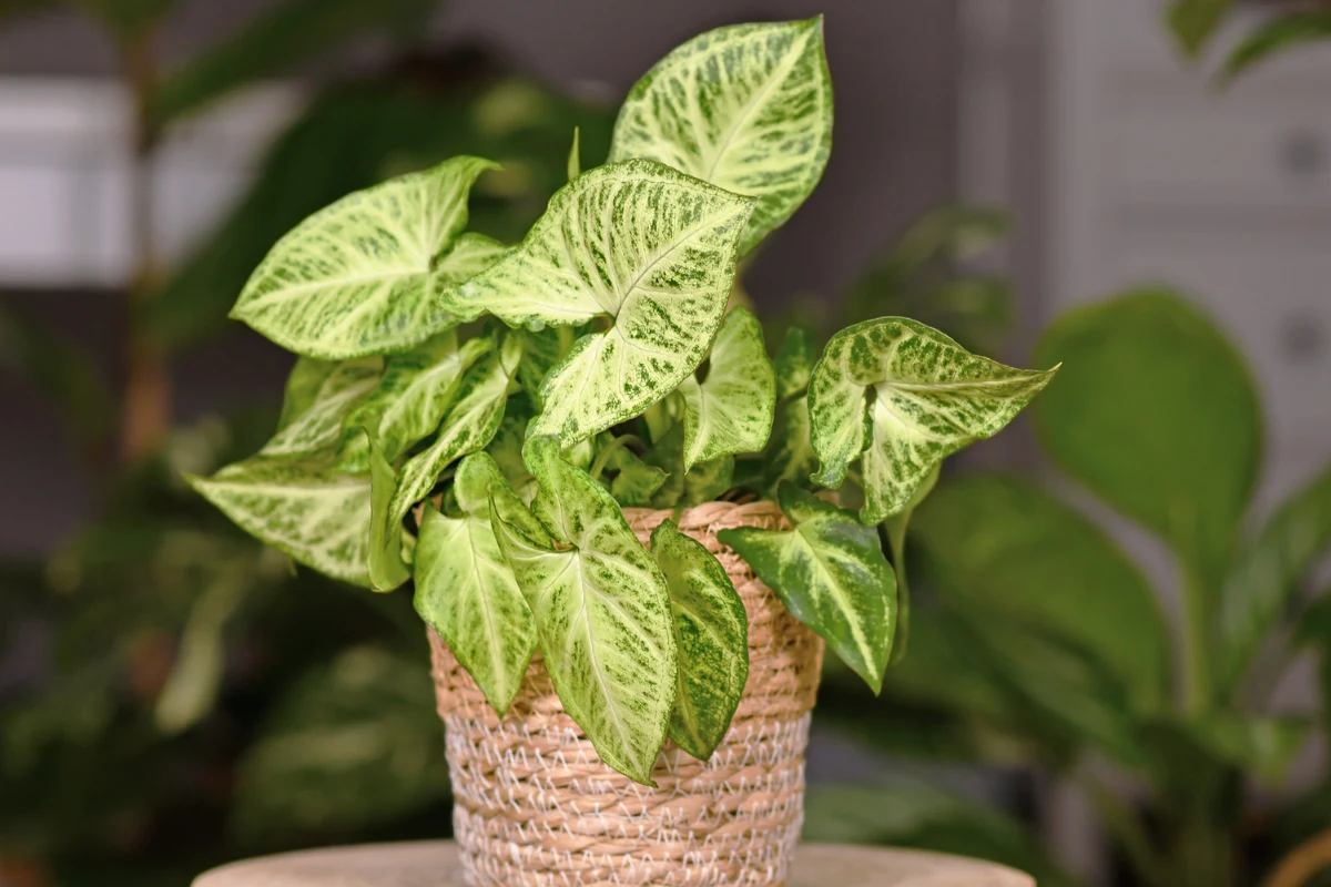 Syngonium, zwane również zroślichą, to egzotyczna roślina, która ma przyciągać dobrobyt. 