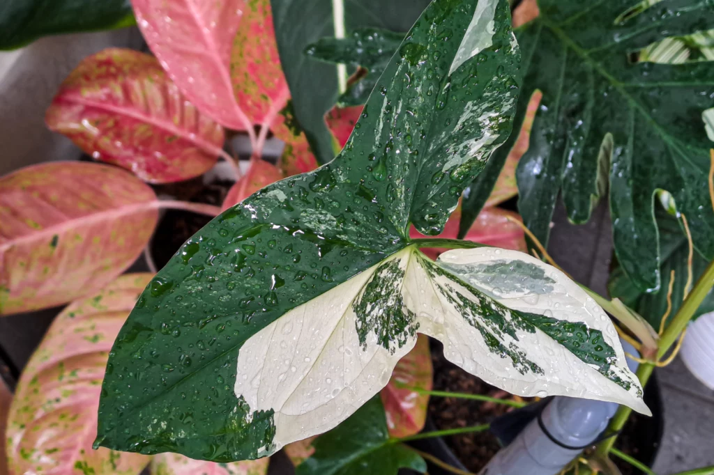 Syngonium może mieć kolorowe liście (fot. Getty Images)