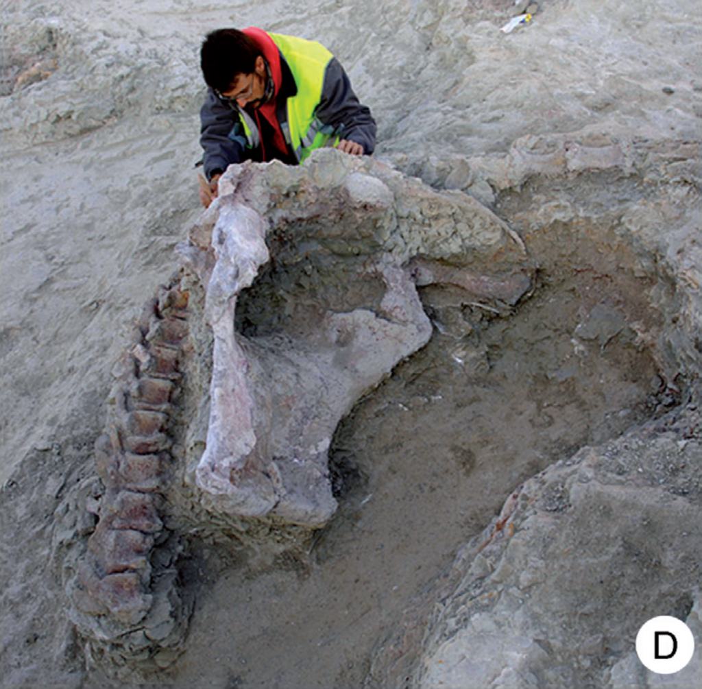 Część szkieletu ogromnego dinozaura z gatunku kunkazaura