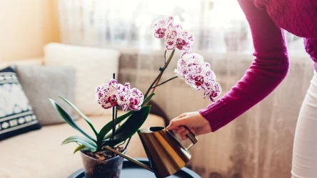 Czym podlewać storczyki, aby wypuściły kwiaty?