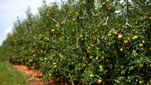 Jabłka będą drogie? Sadownicy załamani