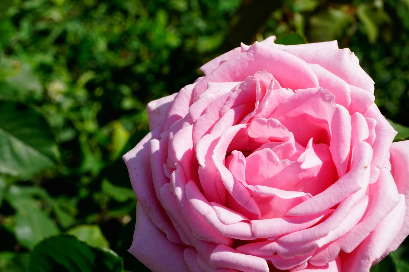 Niektóre odmiany róż mogą zakwitnąć ponownie. Tak jest w przypadku Captain Christy. Niektóre odmiany róż mogą zakwitnąć ponownie. Tak jest w przypadku Captain Christy.