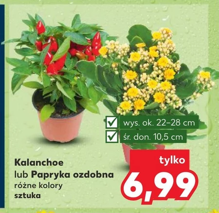 Kalanchoe Ok.