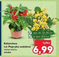 Kalanchoe Ok.