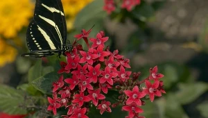 Najlepsza balkonowa roślina na jesień. Kwitnie do przymrozków i ma piękny kolor