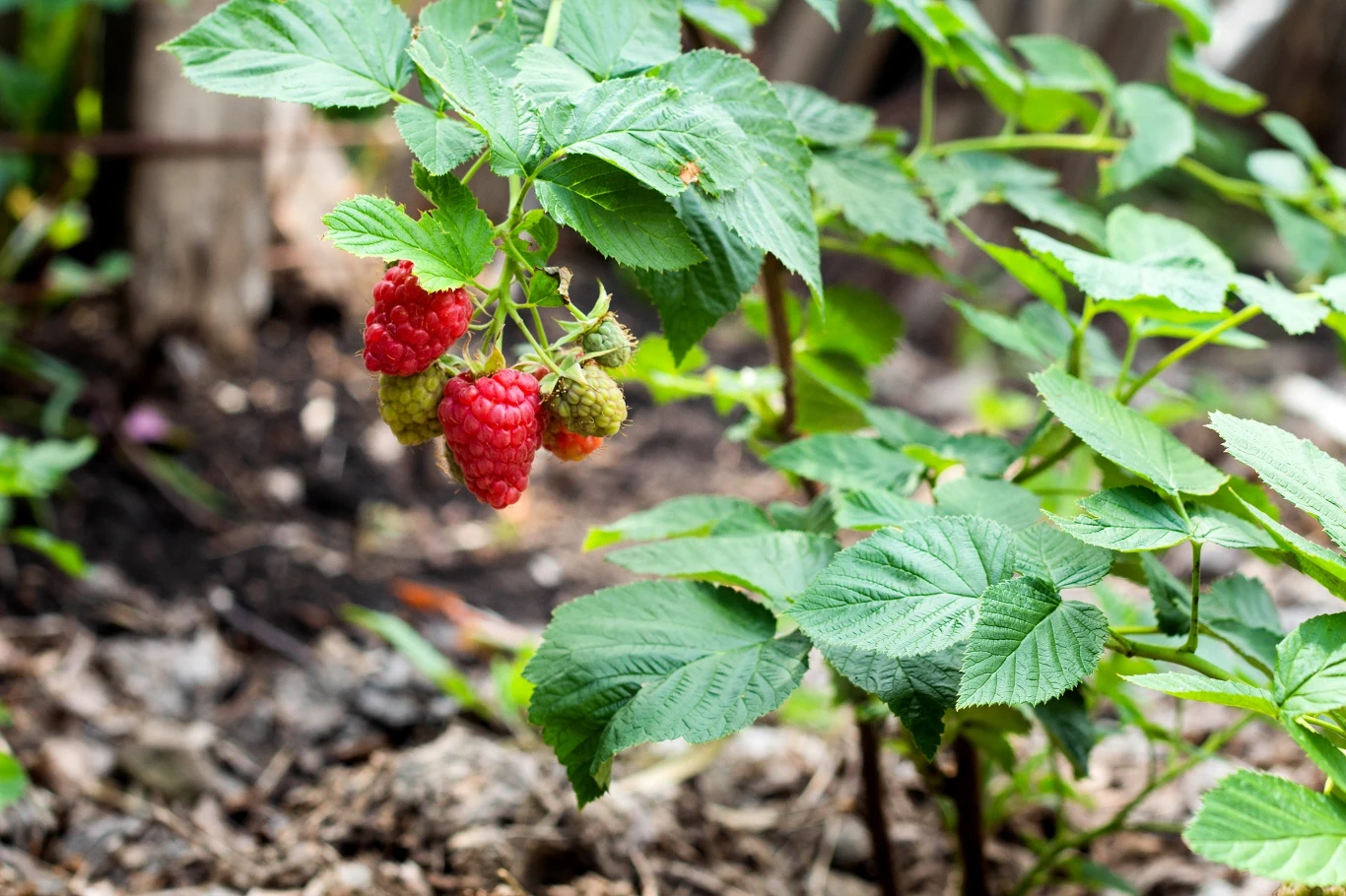 Jesienią warto przeprowadzić zabieg ściółkowania malin. Jesienią warto przeprowadzić zabieg ściółkowania malin.