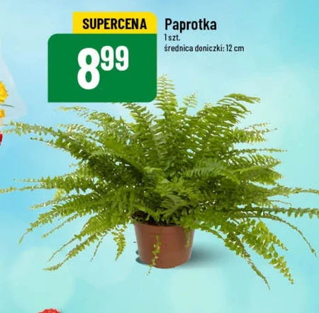 Paprotka