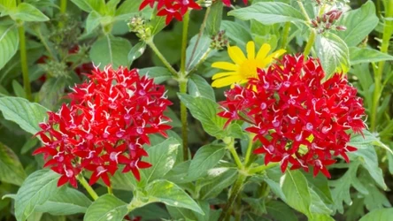 Piątak lancetowaty to krzew, który zachwyca feerią barw. To idealna alternatywa dla oklepanych hortensji