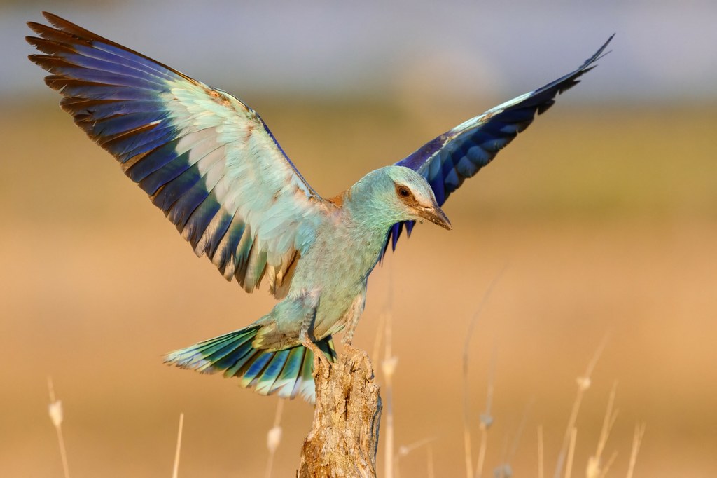 Coracias garrulus to jedyny przedstawiciel krasek występujący w Europie