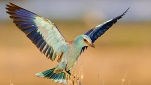 Coracias garrulus to jedyny przedstawiciel krasek występujący w Europie