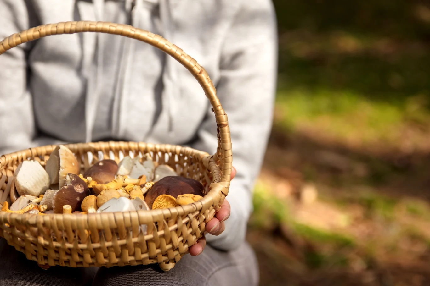 Sezon na grzyby trwa. Korzystaj z niego w pełni i szukaj w lasach kurek, które są nie tylko smaczne, ale i zdrowe.