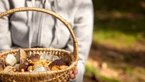 Są nie tylko smaczne, ale też bardzo zdrowe. Zbieraj te grzyby, póki trwa sezon 