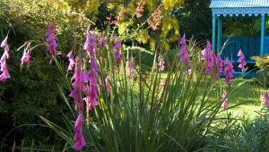 "Anielskie wędki" ozdobią każdy ogród. Zobacz, jak o nie dbać 