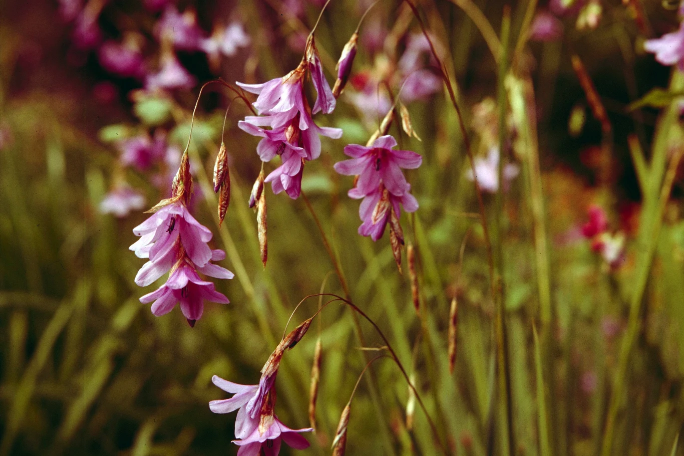 Dierema zachwyca swoimi okazałymi dzwonkowatymi kwiatami, które są zakończeniem smukłych pędów. 
