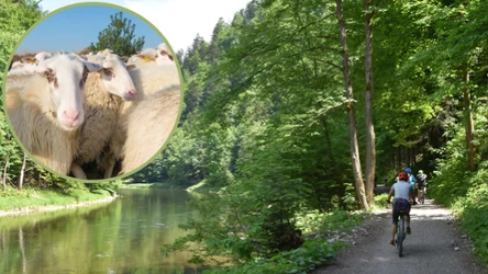 123RF/PICSEL/ W Szczawnicy powstanie nowa atrakcja turystyczna