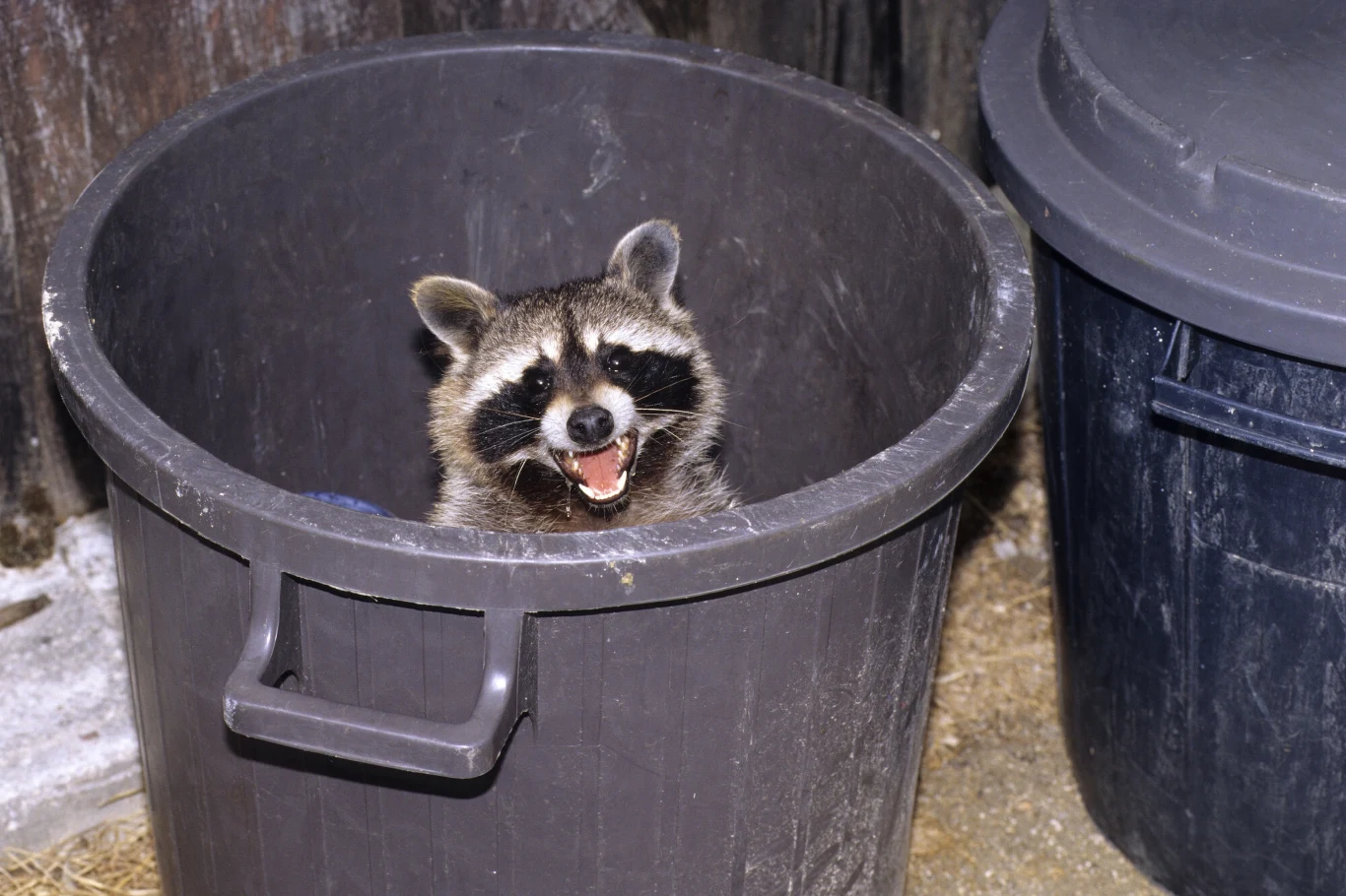 Szop pracz nie ma w Polsce naturalnego przeciwnika. Jest inteligentny i nie boi się ludzi, przez co łatwo zdobywa pożywienie