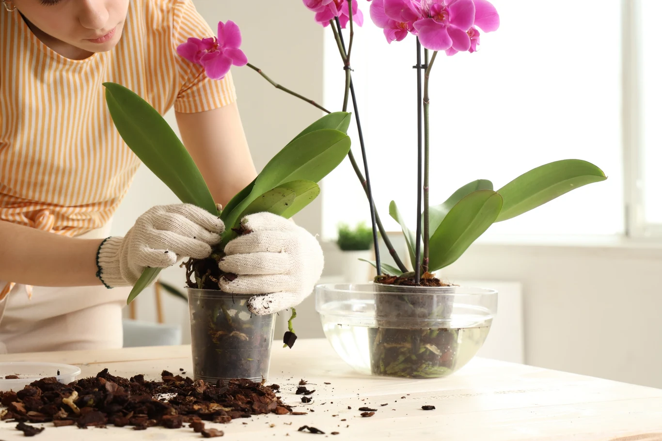 Jak pielęgnować storczyki? Podstawy pielęgnacji i powszechne błędy, których warto unikać.