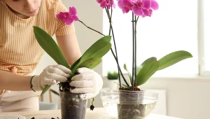 Storczyk marnieje w oczach? Być może popełniasz ten błąd 