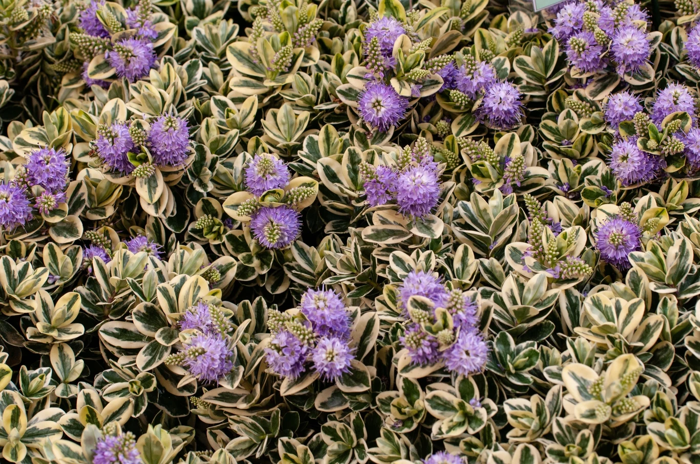 Hebe występuje w wielu odmianach, jednak każdą z nich należy zabezpieczyć na zimę. 