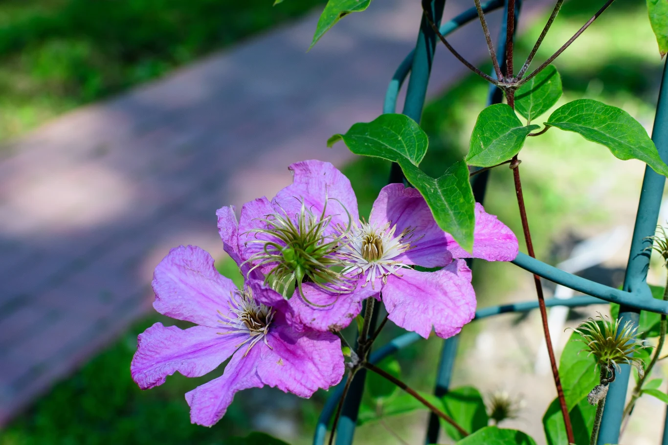 Jakie miejsce będzie idealne dla powojnika? Jakie miejsce będzie idealne dla powojnika?