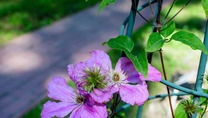 To najlepsze miejsce na powojnik. W innych nie będzie kwitnąć 