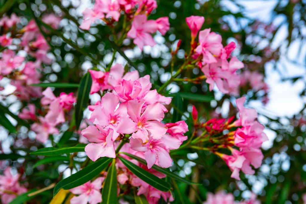 Oleander to zimozielony krzew, który musimy przezimować w specjalnych warunkach.