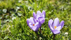 Jak sadzić krokusy? Dobry wybór terminu zapewnia spektakularne efekty.