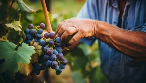 Ciemne winogrona są na wagę złota, kiedy zdrowie leży nam na sercu (fot. DAPA Images)