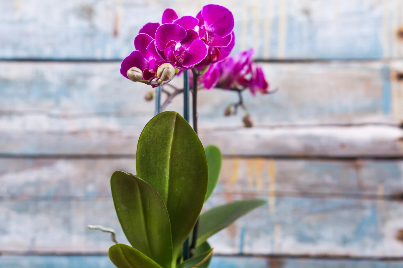 Jeśli będziemy odpowiednio dbać o storczyka, to odwdzięczy nam się intensywnie zielonymi liśćmi i bujnymi kwiatami. 