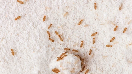 Psotnik zakamarnik to mały owad, ale może sprawić sporo kłopotu (fot. Getty Images)