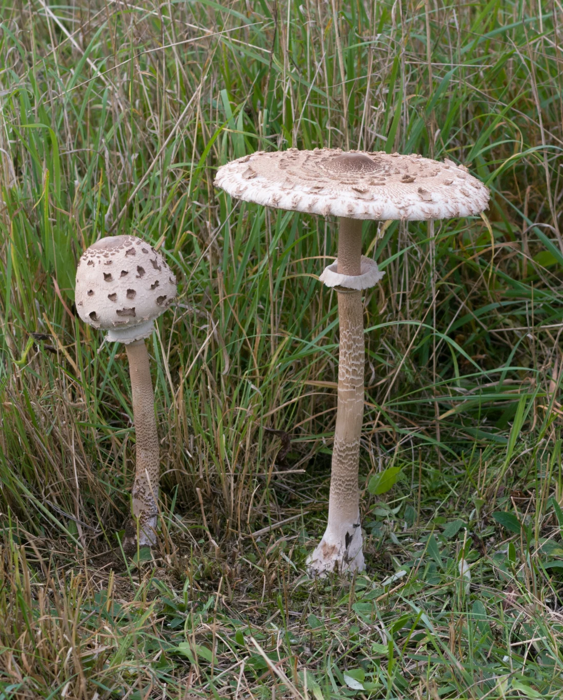 Młoda i dorosła kania. Młoda i dorosła kania.